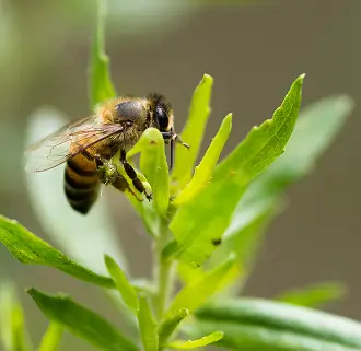 Produção com ingredientes naturais e controle ambiental