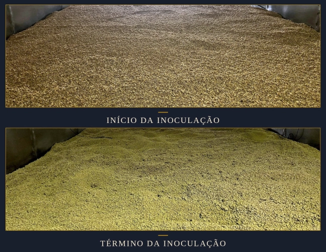 O CULTIVO DO FUNGO KOJI — A ETAPA MAIS IMPORTANTE DA FABRICAÇÃO DO SHOYU